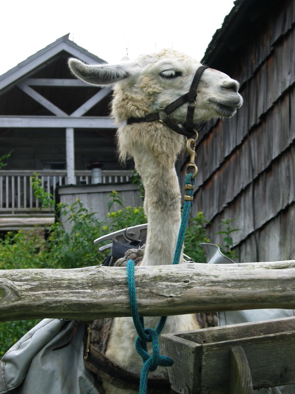 Long Neck Llama