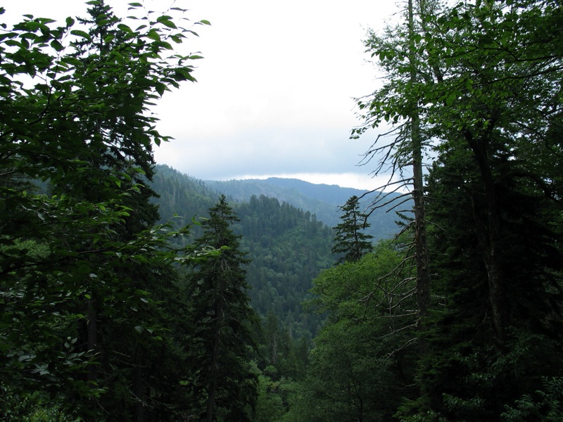 Mountains Through The Trees