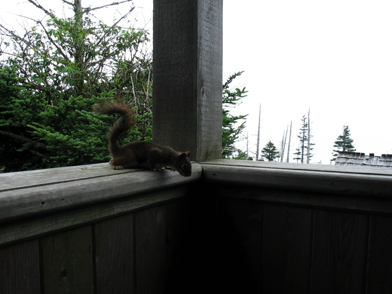 Porch Squirrel