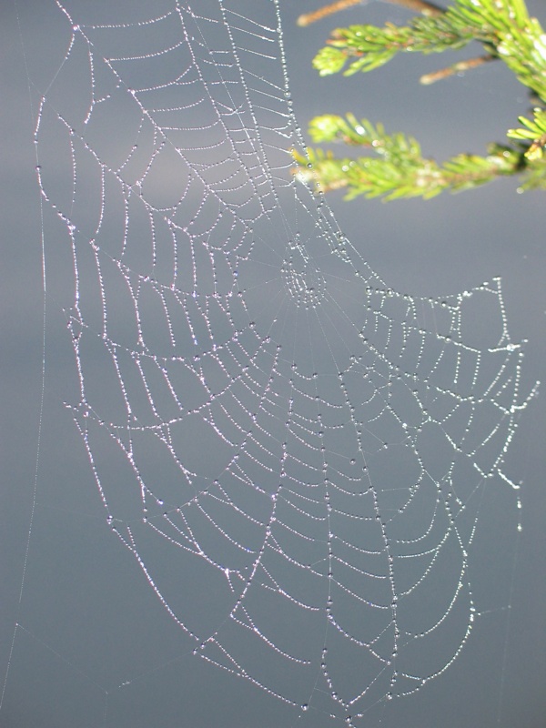 Sunrise Spiderweb - 2