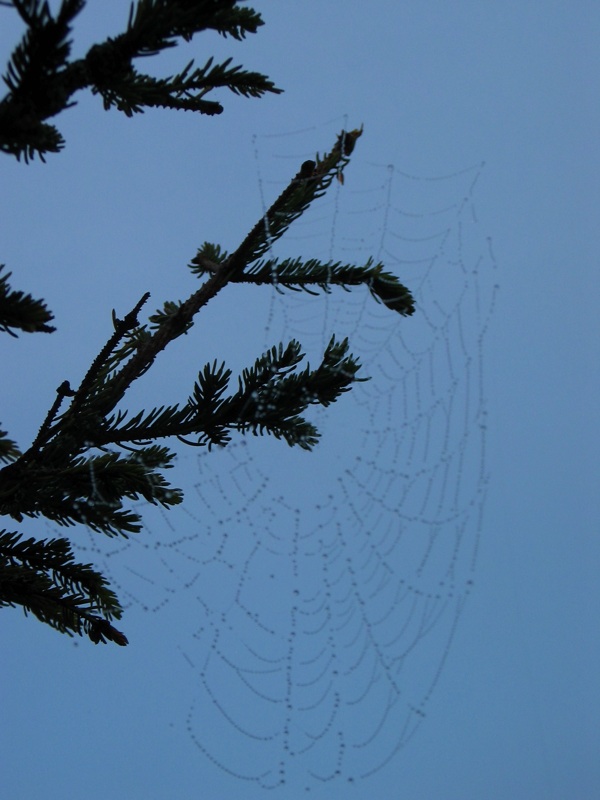 Sunrise Spiderweb - 3