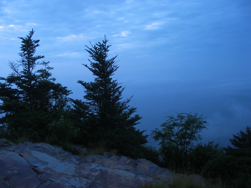 Trees At Myrtle Point