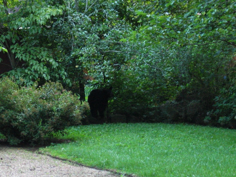 Wandering Bear 1