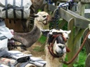 thumbnail of "Llama Closeup"