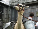 thumbnail of "Llama Profile"