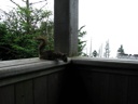 thumbnail of "Porch Squirrel"