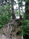 thumbnail of "Roots"