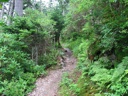 thumbnail of "Shady Trail - 1"