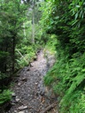 thumbnail of "Shady Trail - 4"