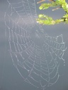 thumbnail of "Sunrise Spiderweb - 2"