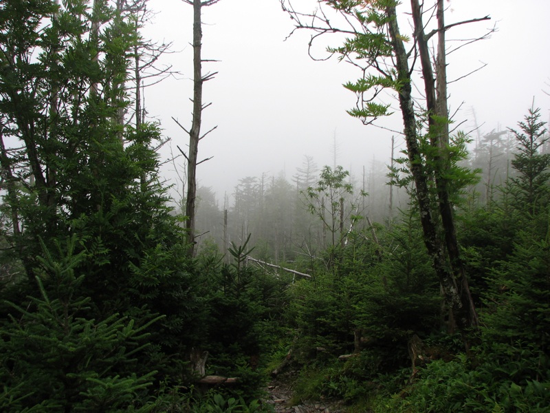 Foggy View From Cliff Top - 3