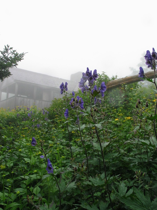 LeConte Flowers By Henry