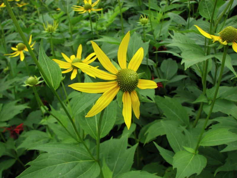 LeConte Lodge Flowers - 1