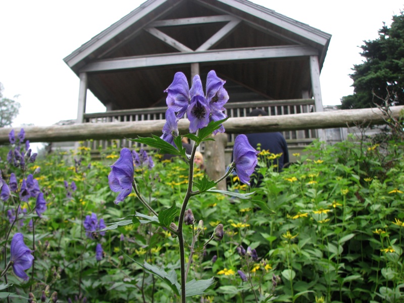 LeConte Lodge Flowers - 2