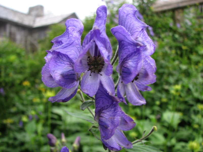 LeConte Lodge Flowers - 3