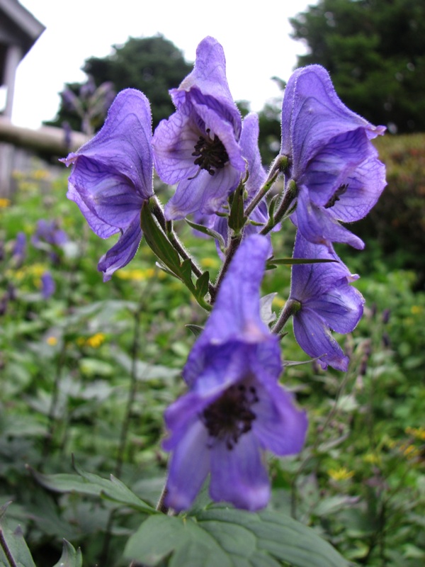 LeConte Lodge Flowers - 4