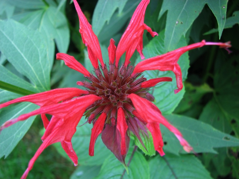 LeConte Lodge Flowers - 6