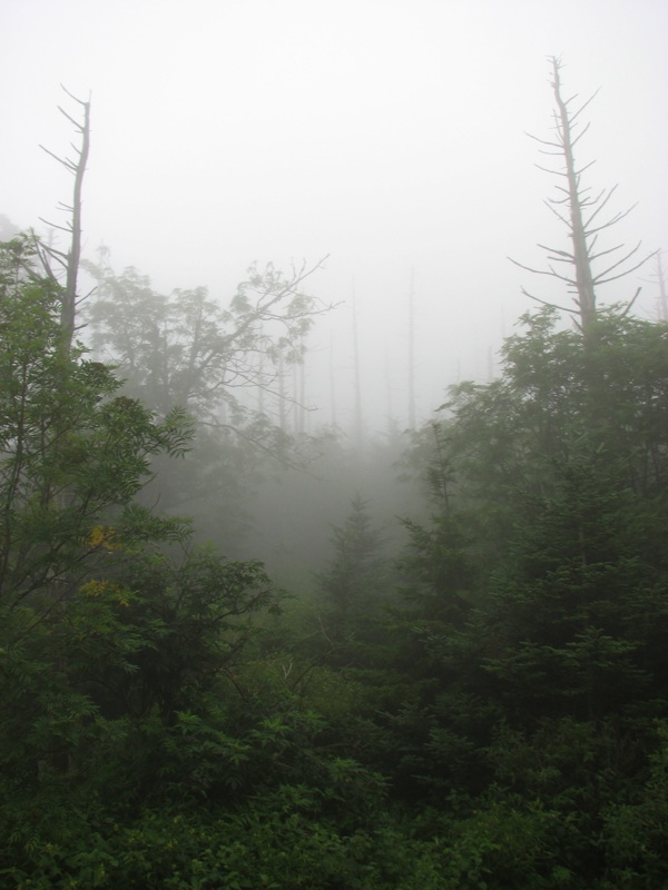 Misty Trees Above LeConte Lodge