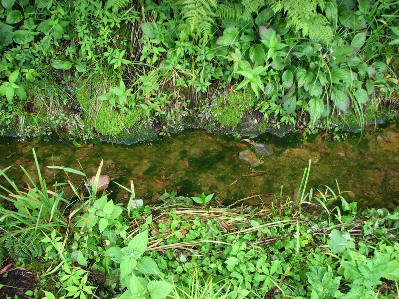 Mossy Stream By The Trail
