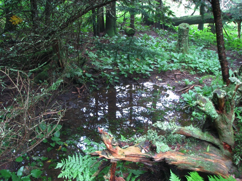 Puddle Off Cliff Top Trail