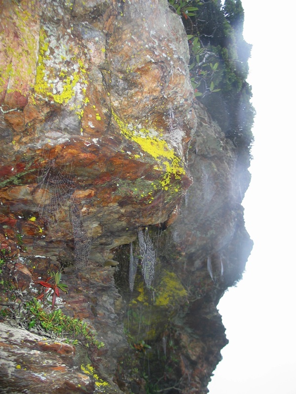 Trail Spider Webs