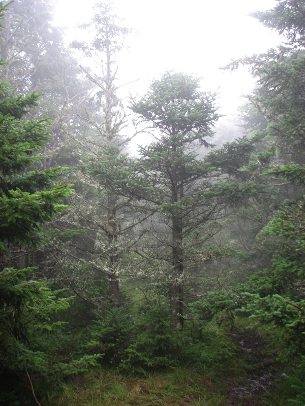 Trees Off The Cliff Top Trail - 1