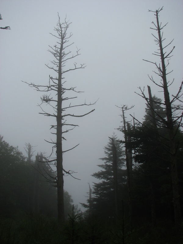 Trees Off The Cliff Top Trail - 2