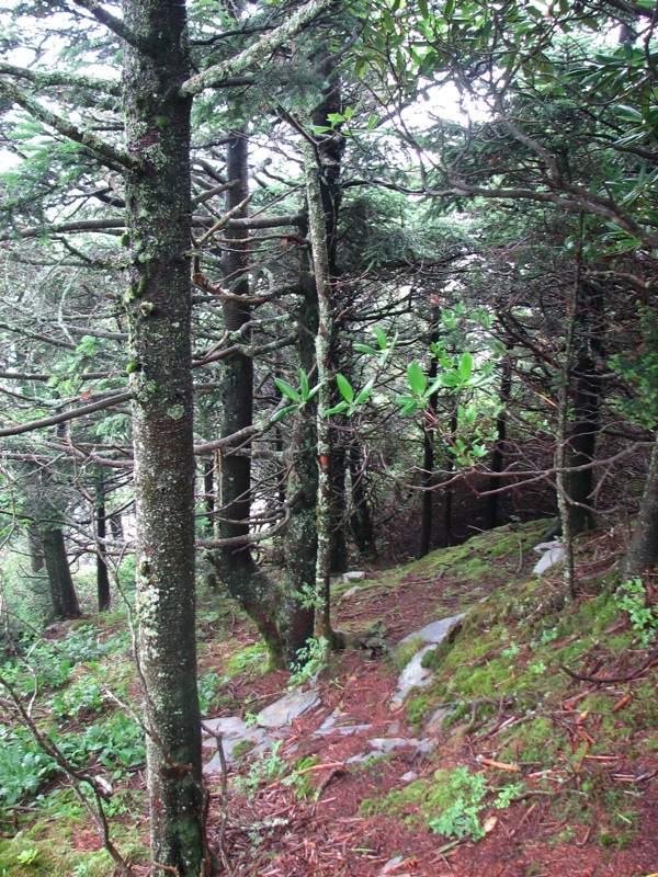 Trees Off The Cliff Top Trail - 3