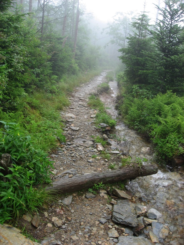 Wet Alum Cave Bluffs Trail - 2