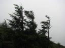 thumbnail of "Foggy View From Cliff Top - 2"