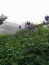 thumbnail of "LeConte Flowers By Henry"