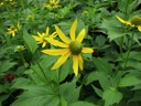 thumbnail of "LeConte Lodge Flowers - 1"