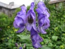 thumbnail of "LeConte Lodge Flowers - 3"