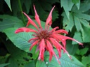 thumbnail of "LeConte Lodge Flowers - 5"