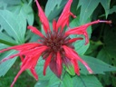 thumbnail of "LeConte Lodge Flowers - 6"