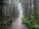 thumbnail of "Misty Alum Cave Trail - 10"