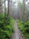 thumbnail of "Misty Alum Cave Trail - 4"