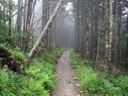 thumbnail of "Misty Alum Cave Trail - 5"