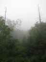 thumbnail of "Misty Trees Above LeConte Lodge"