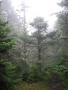 thumbnail of "Trees Off The Cliff Top Trail - 1"