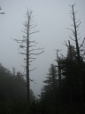 thumbnail of "Trees Off The Cliff Top Trail - 2"