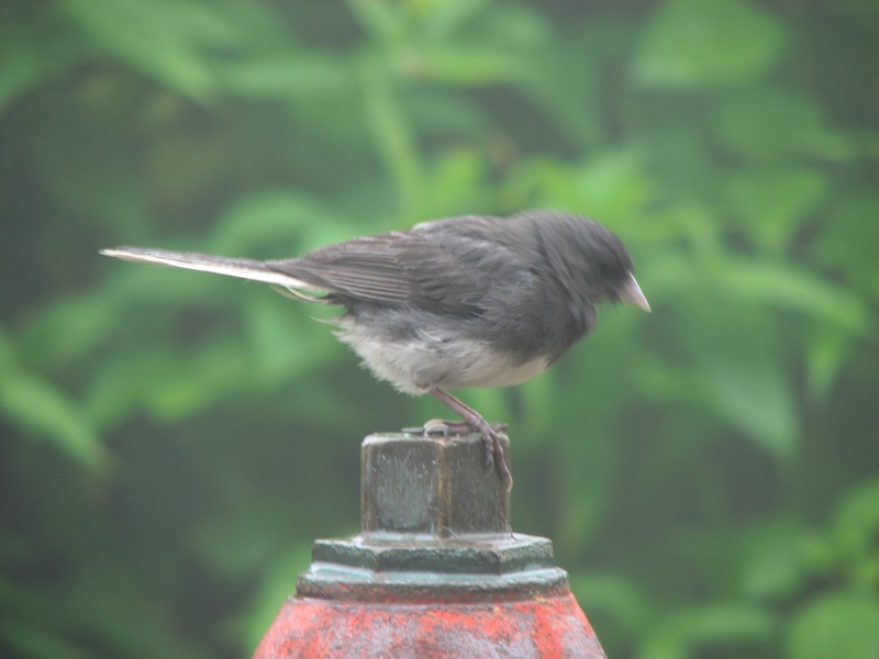 Bird On Pump