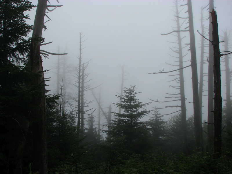 Foggy Trees Off The Trail - 1