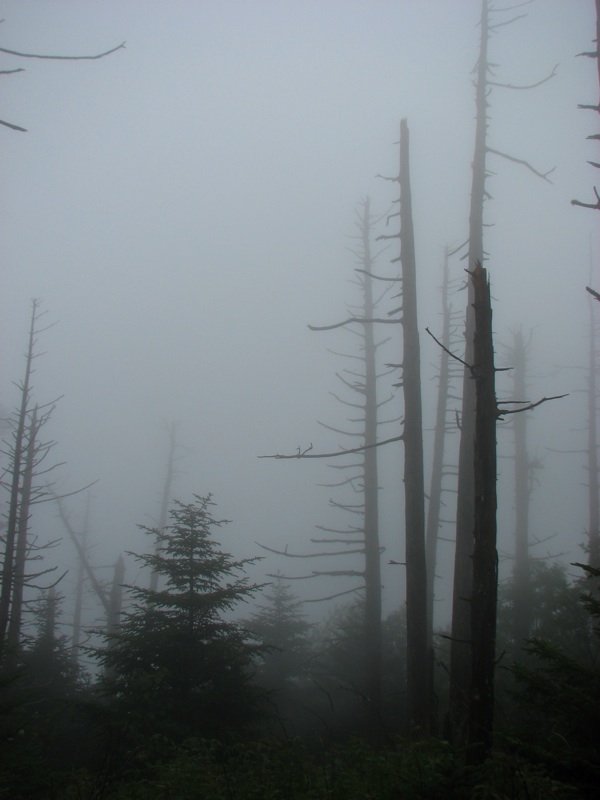 Foggy Trees Off The Trail - 2