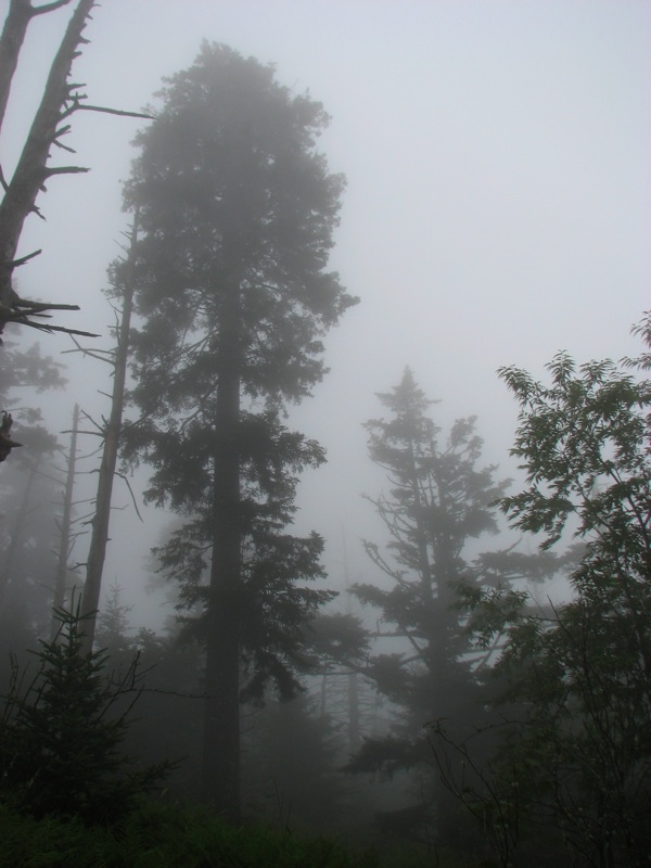 Foggy Trees Off The Trail - 3