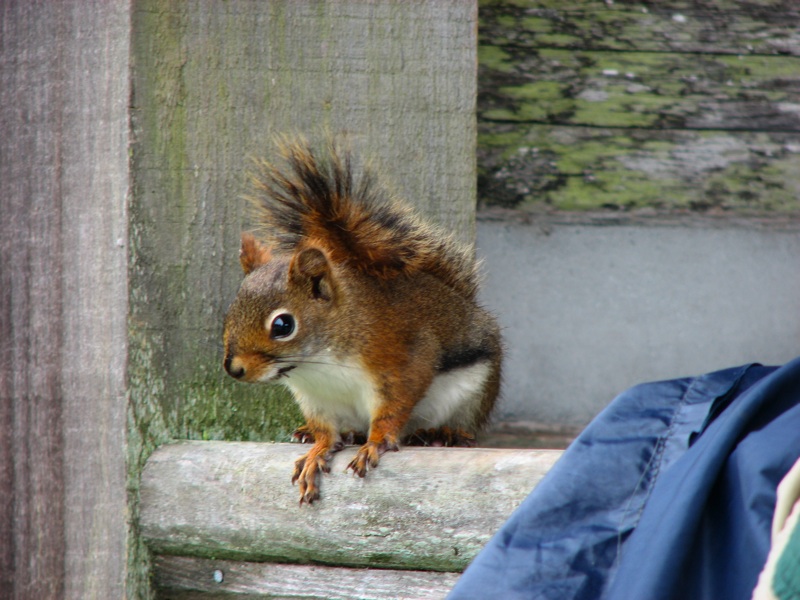 LeConte Squirrel - 1