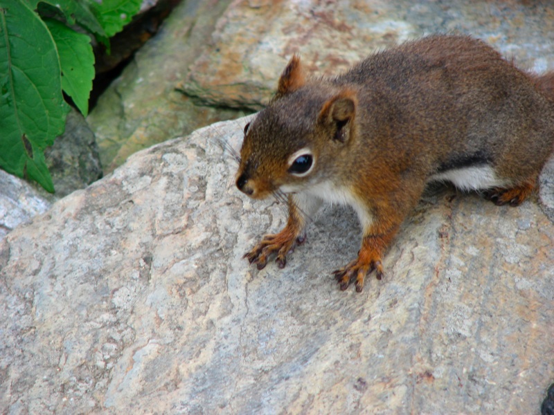 LeConte Squirrel - 2