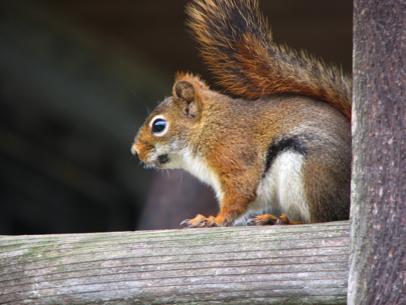 LeConte Squirrel - 3