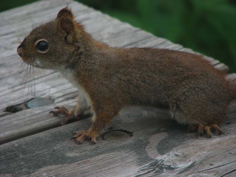 LeConte Squirrel - 4