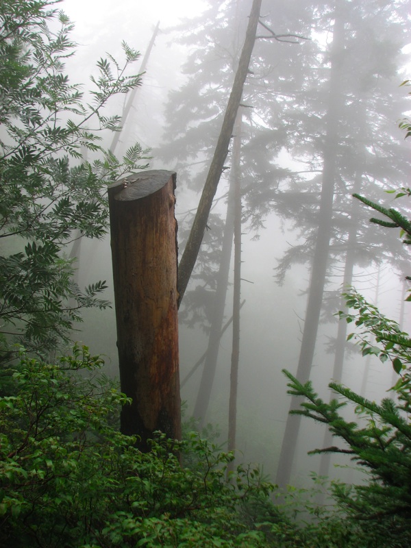 Misty Rocks On Tree